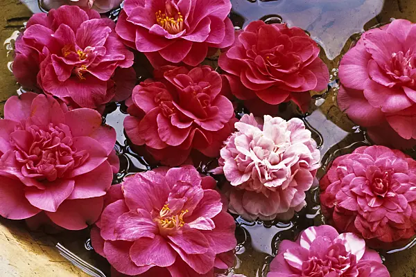 375028 - Camélia (Camellia) dans un bol d'eau