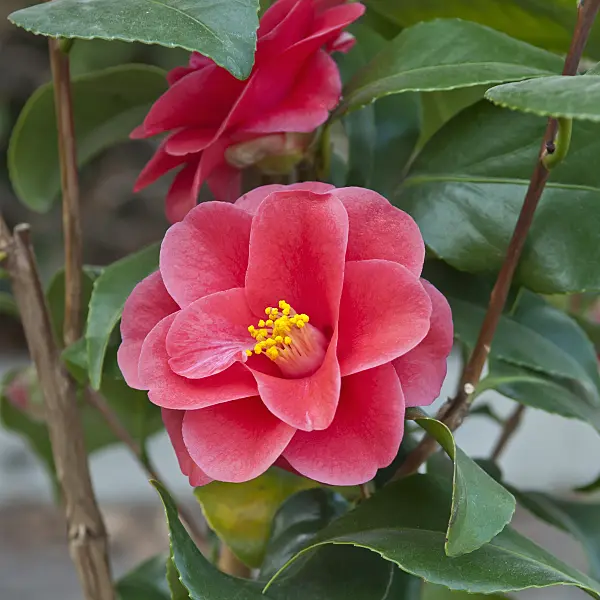 517152 - Camélia (Camellia reticulata 'Mary Williams')
