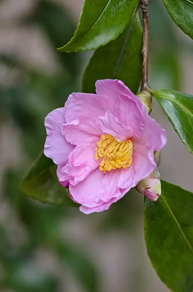 525360 - Camélia d'automne (Camellia sasanqua 'Venus')