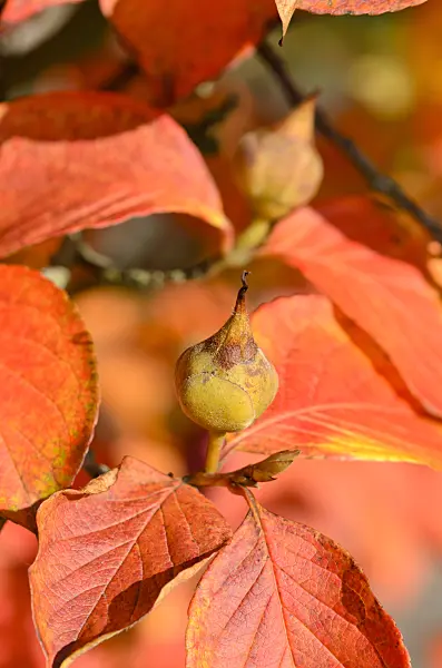525319 - Camélia d'été (Stewartia pseudocamellia)