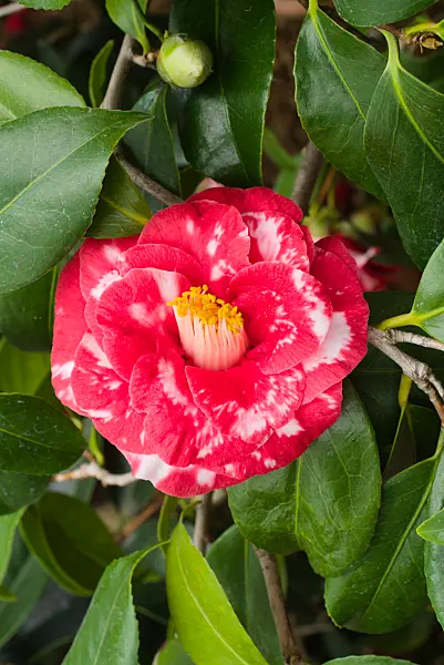 672024 - Camélia du Japon (Camellia japonica 'Adolphe Audusson')