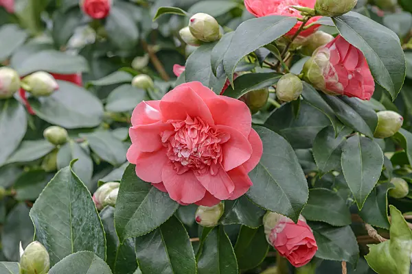 558046 - Camélia du Japon (Camellia japonica 'Chandleri Elegans')