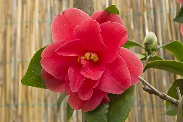 608006 - Camélia du Japon (Camellia japonica 'Freedom Bell')