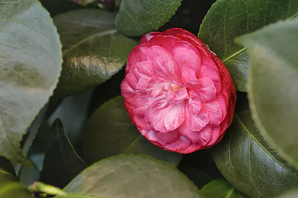 480014 - Camélia du Japon (Camellia japonica 'Gloire de Nantes')