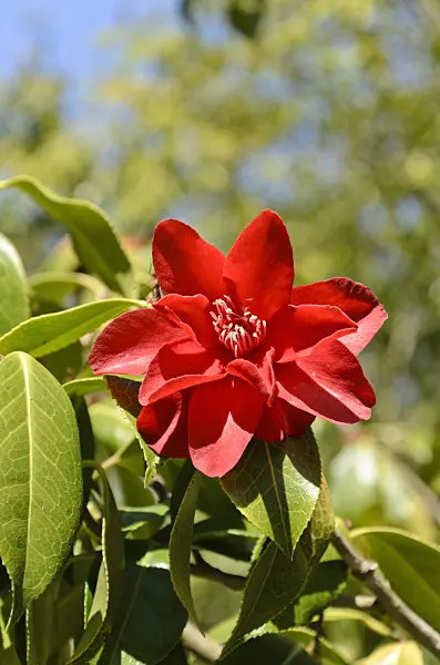 508409 - Camélia du Japon (Camellia japonica 'Royal Velvet')