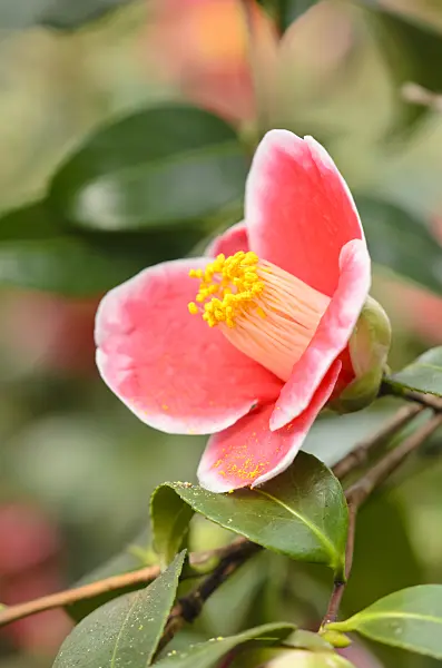 553078 - Camélia du Japon (Camellia japonica 'Tama-No-Ura')
