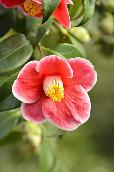 553079 - Camélia du Japon (Camellia japonica 'Tama-No-Ura')