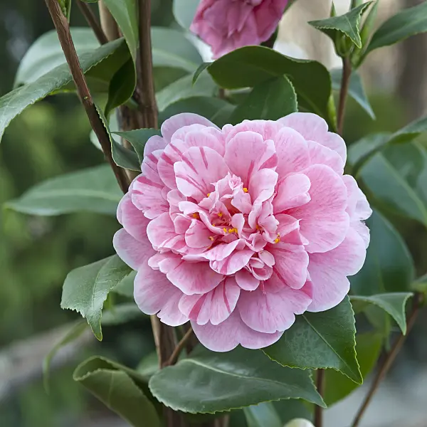 517151 - Camélia du Japon (Camellia japonica 'Tricolor')