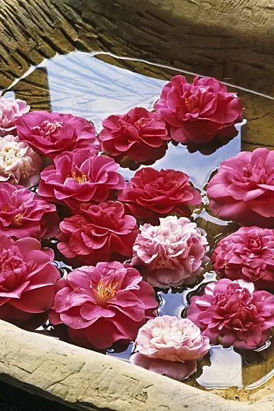 375027 - Camellia (Camellia) in water bowl