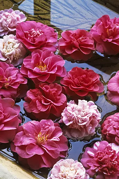375029 - Camellia (Camellia) in water bowl