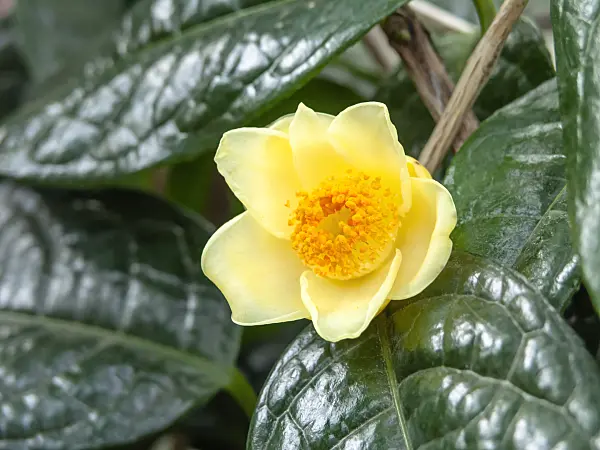 448010 - Camellia (Camellia nitidissima)