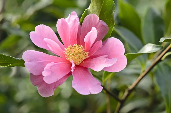 553082 - Camellia (Camellia reticulata 'Dream Girl')