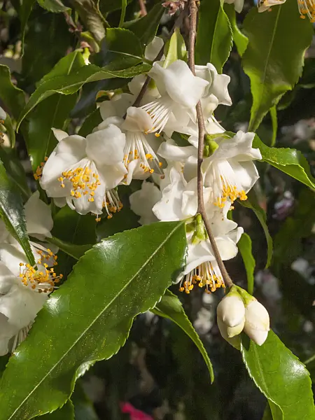 410012 - Camellia (Camellia tsaii)