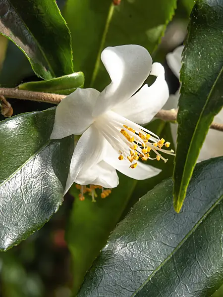 435183 - Camellia (Camellia tsaii)