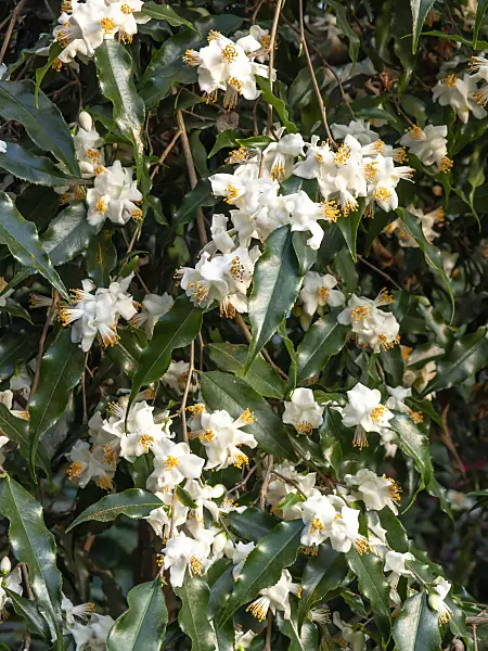446012 - Camellia (Camellia tsaii)