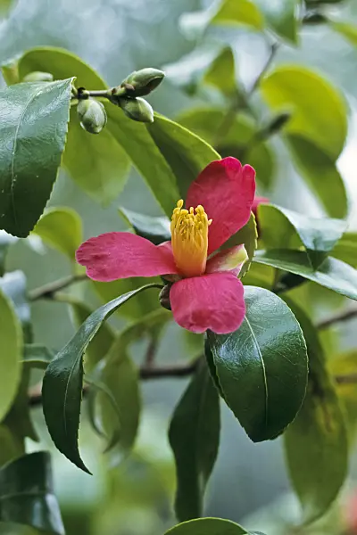 385011 - Camellia (Camellia x vernalis 'Sayohime')