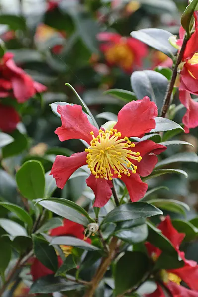 467032 - Camellia (Camellia x vernalis 'Yuletide')