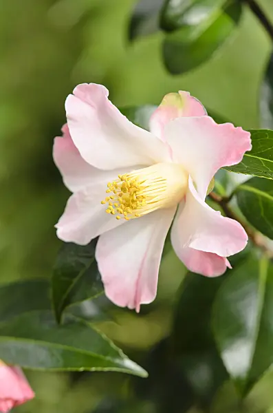 553083 - Camellia (Camellia x williamsii 'Cupcake')
