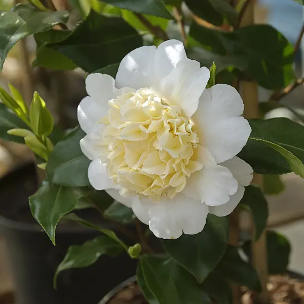 517153 - Camellia (Camellia x williamsii 'Jury's Yellow')