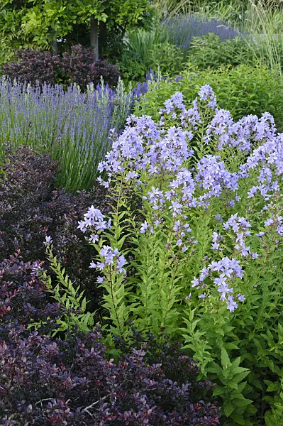 473160 - Campanule à fleurs laiteuses (Campanula lactiflora 'Prichard')