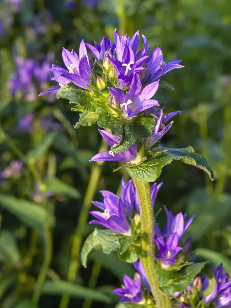 426002 - Campanule agglomérée (Campanula glomerata)