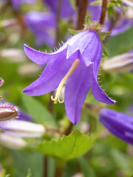 427071 - Campanule de Grossek (Campanula grossekii)