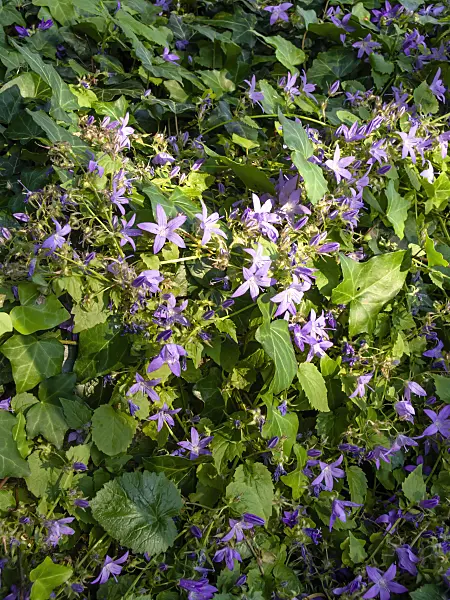 461099 - Campanule poscharskyana (Campanula poscharskyana 'Stella')