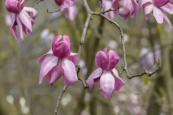 558146 - Campbell's magnolia (Magnolia campbellii 'Darjeeling')