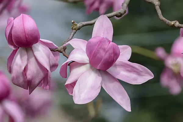 558147 - Campbell's magnolia (Magnolia campbellii 'Darjeeling')