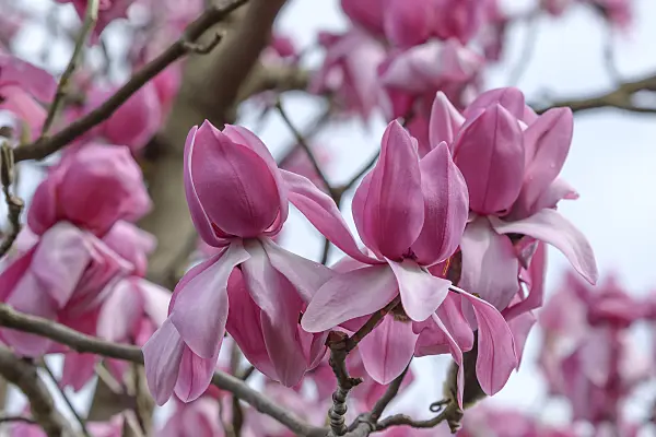 558148 - Campbell's magnolia (Magnolia campbellii 'Darjeeling')