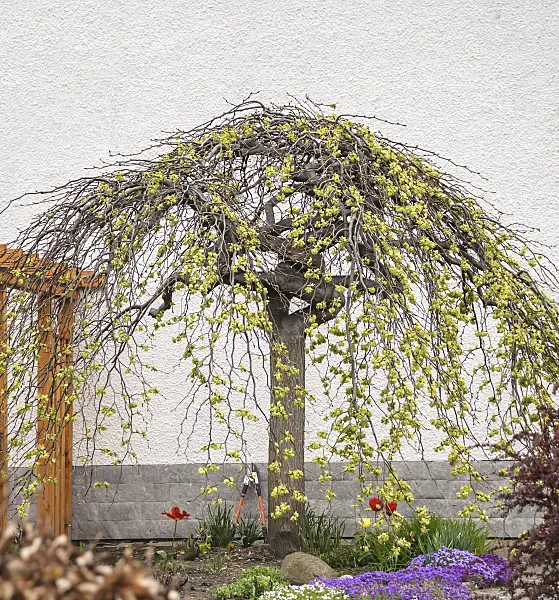 558252 - Camperdown elm (Ulmus glabra 'Camperdownii')