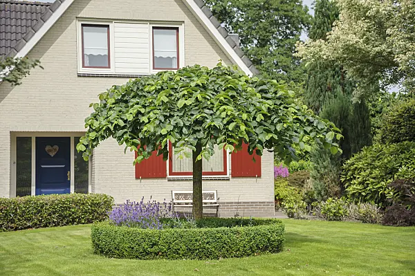 558253 - Camperdown elm (Ulmus glabra 'Camperdownii')