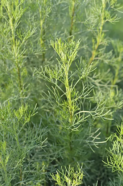 487273 - Camphor-scented southernwood (Artemisia alba syn. Artemisia camphorata)