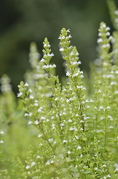 534276 - Camphor thyme (Thymus camphoratus)