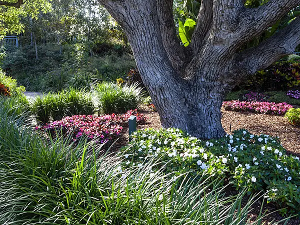 455046 - Camphor tree (Cinnamomum camphora)