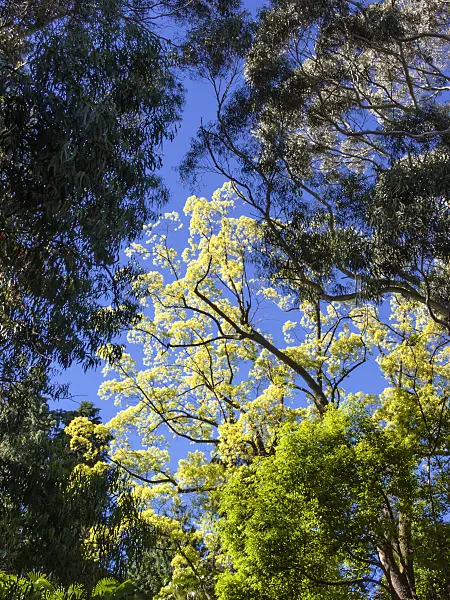 414142 - Camphor tree (Cinnamomum glandulifera)