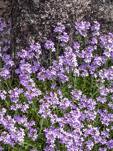 437370 - Campion (Silene)