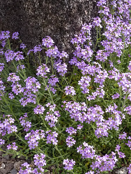 437371 - Campion (Silene)