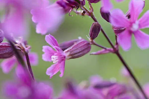 484083 - Campion (Silene atropurpurea)