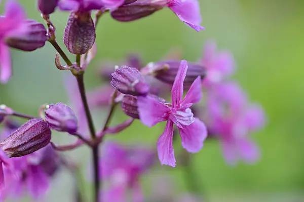 484084 - Campion (Silene atropurpurea)