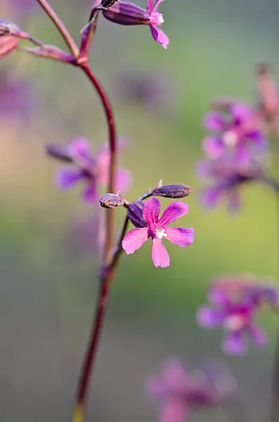 544031 - Campion (Silene atropurpurea)