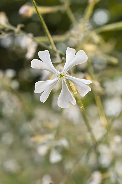 510087 - Campion (Silene paradoxa)