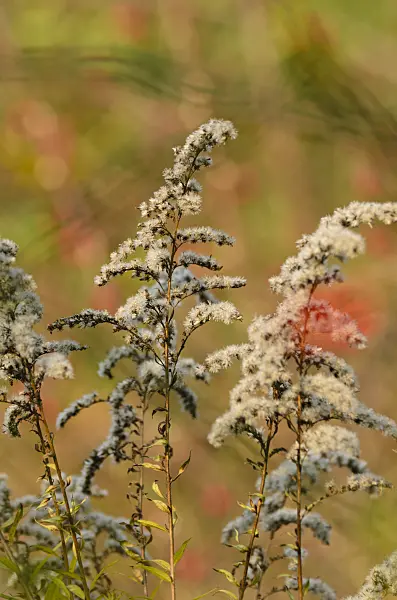 501196 - Canada goldenrod (Solidago canadensis)