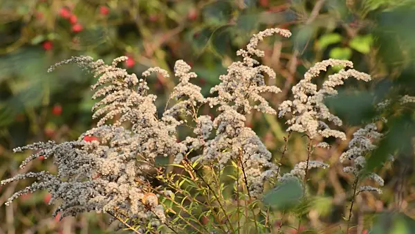 501205 - Canada goldenrod (Solidago canadensis)