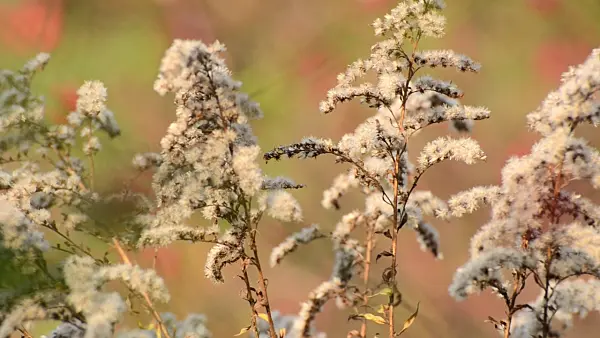 501206 - Canada goldenrod (Solidago canadensis)