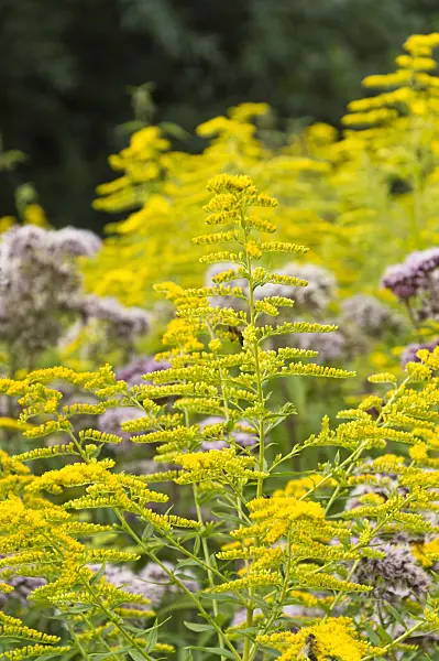 511161 - Canada goldenrod (Solidago canadensis)