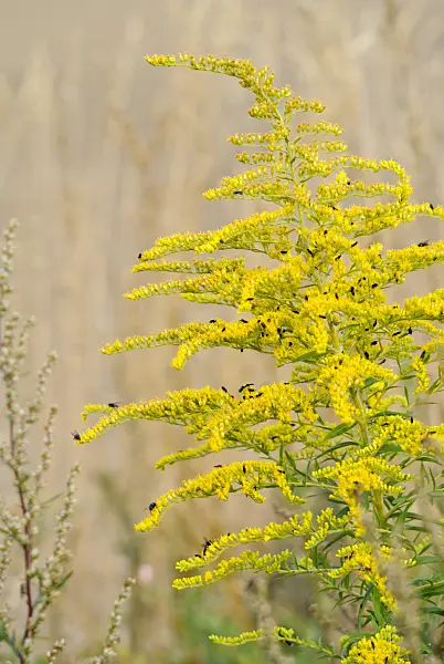523291 - Canada goldenrod (Solidago canadensis)
