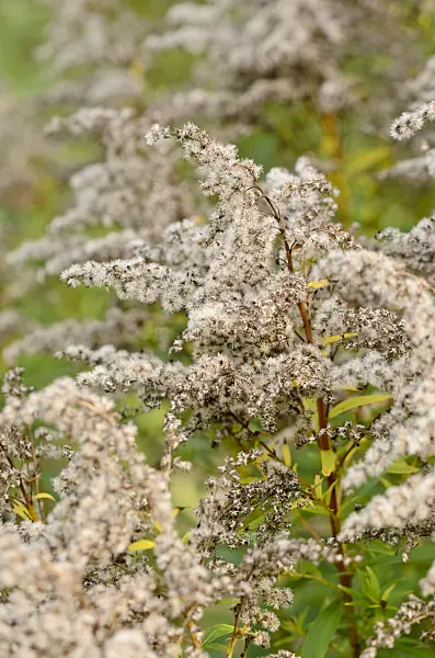525026 - Canada goldenrod (Solidago canadensis)