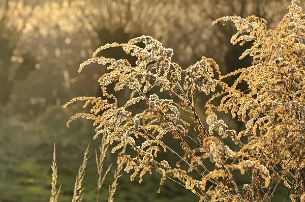 526036 - Canada goldenrod (Solidago canadensis)
