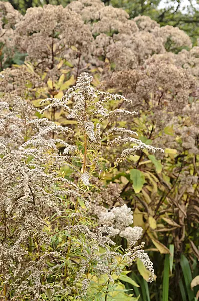 549161 - Canada goldenrod (Solidago canadensis)